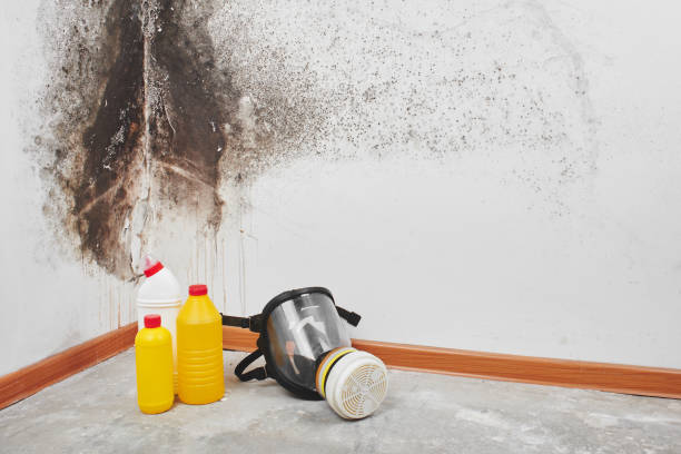 Best Office Mold Removal Services  in San Mateo, CA