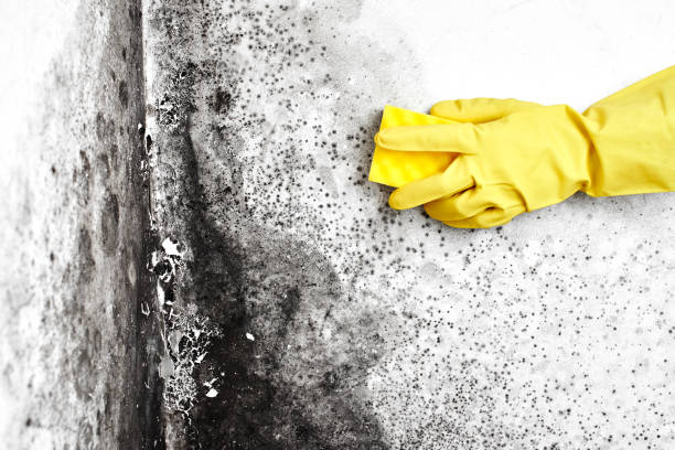 Best Mold Testing  in San Mateo, CA
