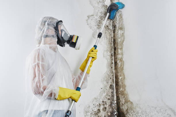 Best Mold Removal Company Near Me  in San Mateo, CA