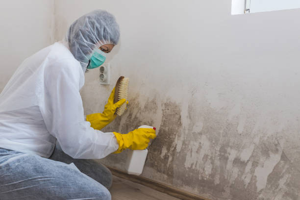 Best Professional Mold Removal  in San Mateo, CA