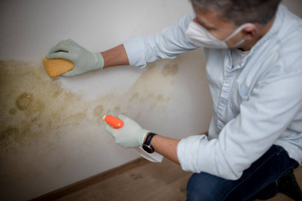 San Mateo, CA Mold Removal Company