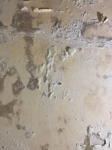 Best Crawl Space Mold Removal  in San Mateo, CA