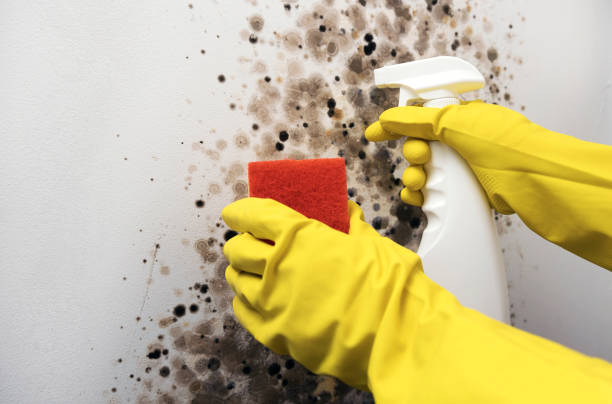 Best Residential Mold Removal  in San Mateo, CA