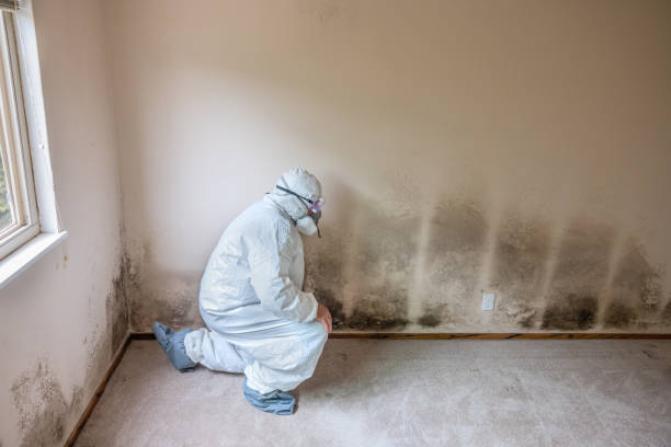 Best Mold Testing  in San Mateo, CA