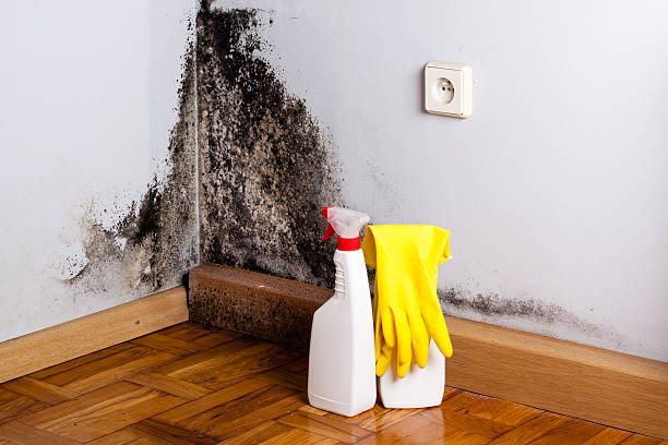 Best Mold Removal Company Near Me  in San Mateo, CA