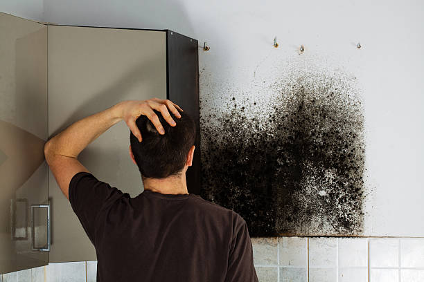 Best Mold Damage Repair  in San Mateo, CA