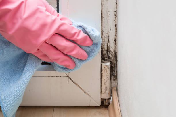 Best Black Mold Removal  in San Mateo, CA